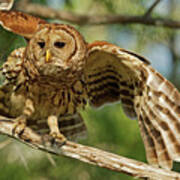 Barred Owl Flight Art Print