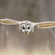 Barred Owl In Flight Art Print