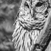 Barred Owl In Thought Art Print