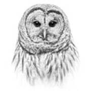 Barred Owl Portrait Black And White Art Print
