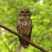 Barred Owl Standing Out In The Green Art Print