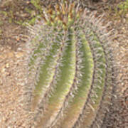 Barrel Cactus Art Print