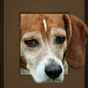 Beagle Peeking Out Art Print