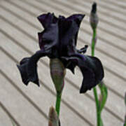 Bearded Iris Black Is Black Art Print