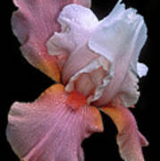 Bearded Iris Art Print