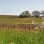 Beautiful California Vineyard Framed With Flowers Art Print