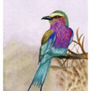 Beautiful Bird--lilac Breasted Roller Art Print