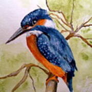 Beautiful Kingfisher Art Print