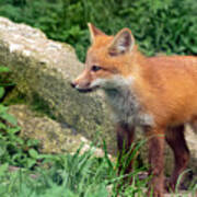 Beautiful Red Fox Cub Art Print