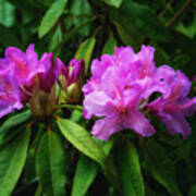 Beautiful Rhododendrons Art Print