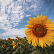 Beautiful Sunflower Plant In The Field, Thailand. Art Print