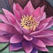 Beautiful Water Lily Art Print