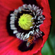 Bee And A Poppy 007 Art Print