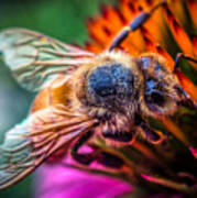 Bee Close Up Art Print