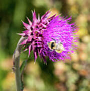 Bee On A Thistle Art Print