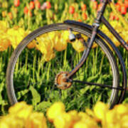 Bicycle Wheel And Tulips Art Print