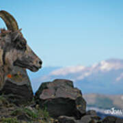 Big Horn Sheep Art Print