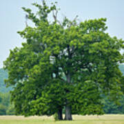 Big Old Oak Tree On A Meadow Art Print