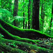 Big Tree Trail El Yunque National Forest Art Print