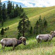Bighorn Sheep Grazing In Mountain Meadow Art Print