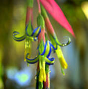 Bilbergia Flower Bromeliad Art Print