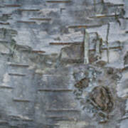 Birch Detail Art Print