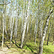 Birch Forest In Spring Art Print