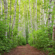 Birch Path Spring #3 Art Print