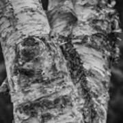 Birch Tree Bw Art Print