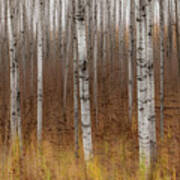 Birch Trees Abstract #2 Art Print