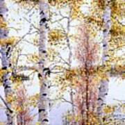 Birch-trees At Lake Of Bays Art Print