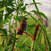 Bird In Cattails Art Print