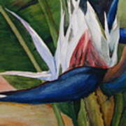 Bird Of Paradise Art Print