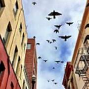 Birds Overhead Art Print