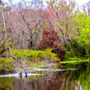 Birds Playing In The Pond 3 Art Print