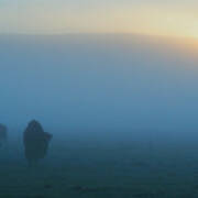 Bison In The Mist Art Print