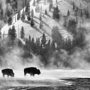 Bison In Winter Art Print
