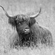 Black And White Highland Bull Art Print