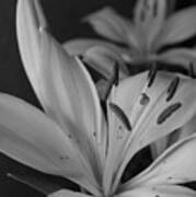Black And White Lilies 2 Art Print