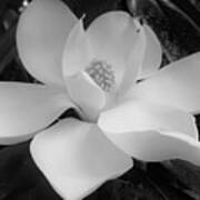 Black And White Magnolia Blossom Art Print