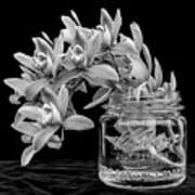 Black And White Orchid Antique Mason Jar Art Print