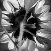 Black And White Sunflower 5 Art Print