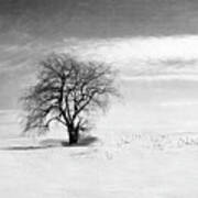 Black And White Tree In Winter Art Print