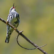 Black And White Warbler Art Print