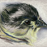 Black Australorp Chick Portrait Art Print