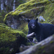 Black Bear On Trail Art Print