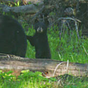 Black Bear Sow And Cub-signed-#8913 Art Print