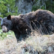 Black Bear Art Print