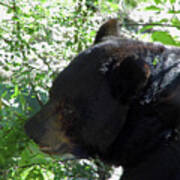 Black Bear Up Close Art Print