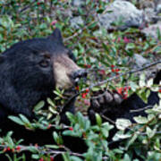 Black Bear Vs Buffaloberries 2 Art Print